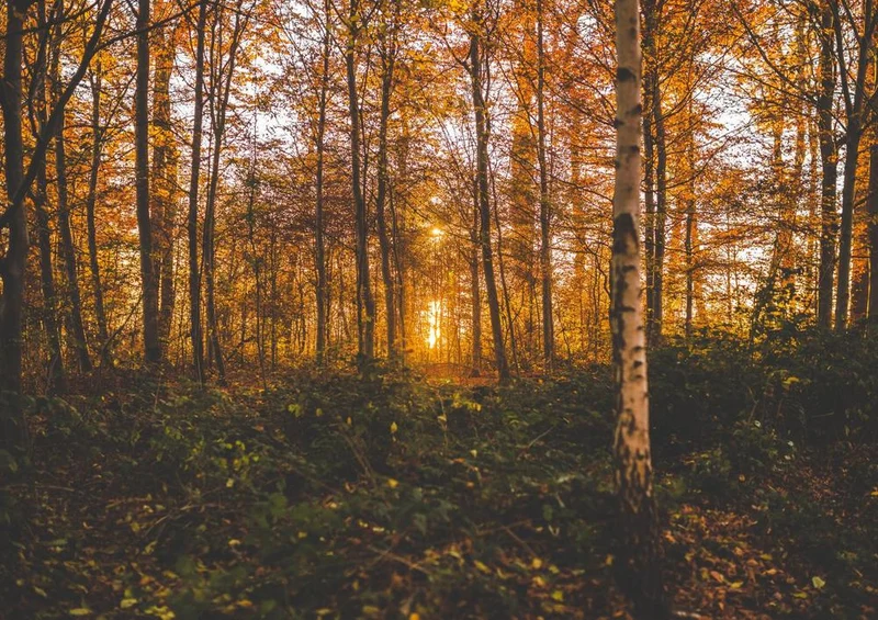 28244 Natur - Wald Puzzle