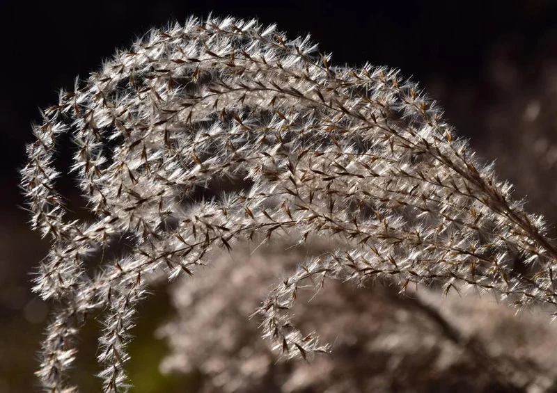 28564 Natur - Gras Puzzle