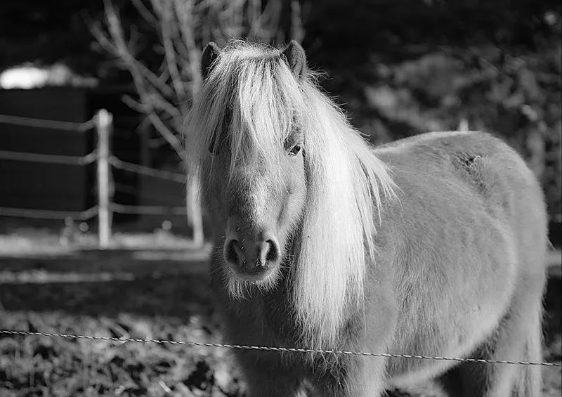 28704 Tierwelt - Pony Puzzle