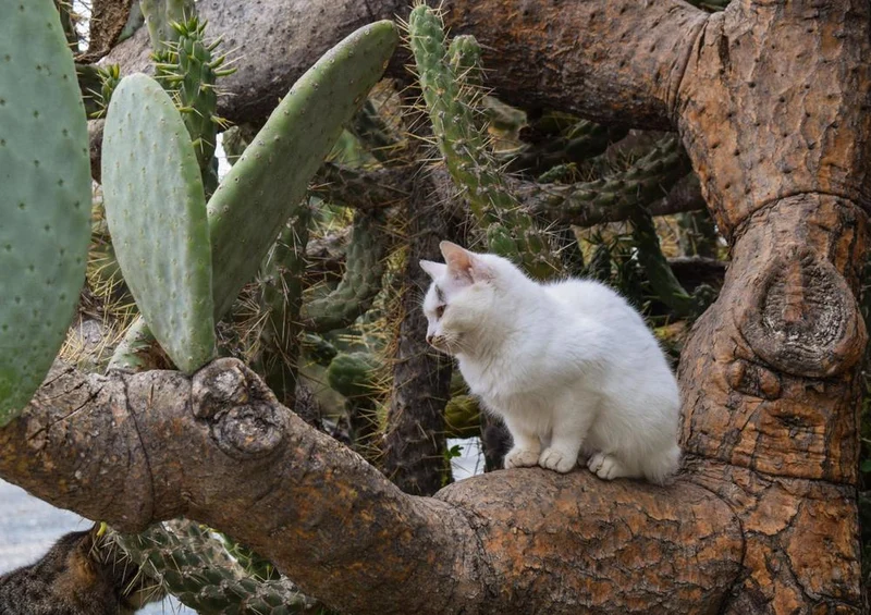 29343 Tierwelt - Katze im Kaktus Puzzle