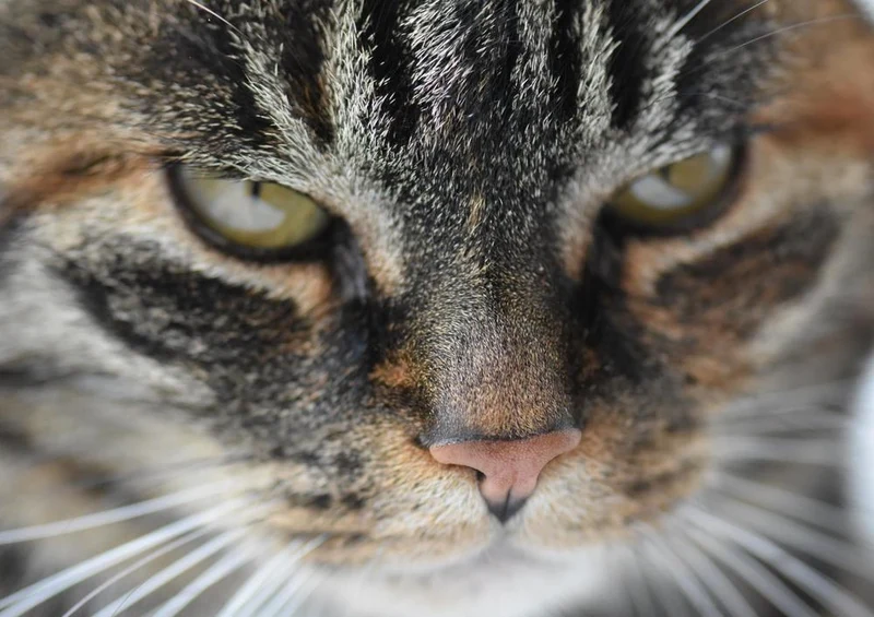 18047 Tierwelt - Katzen-Gesicht Puzzle