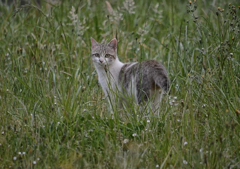 18046 Tierwelt - Katze im Gras Puzzle