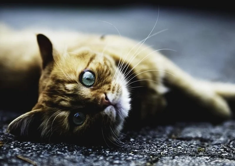 18045 Tierwelt - Katzen-Blick Puzzle