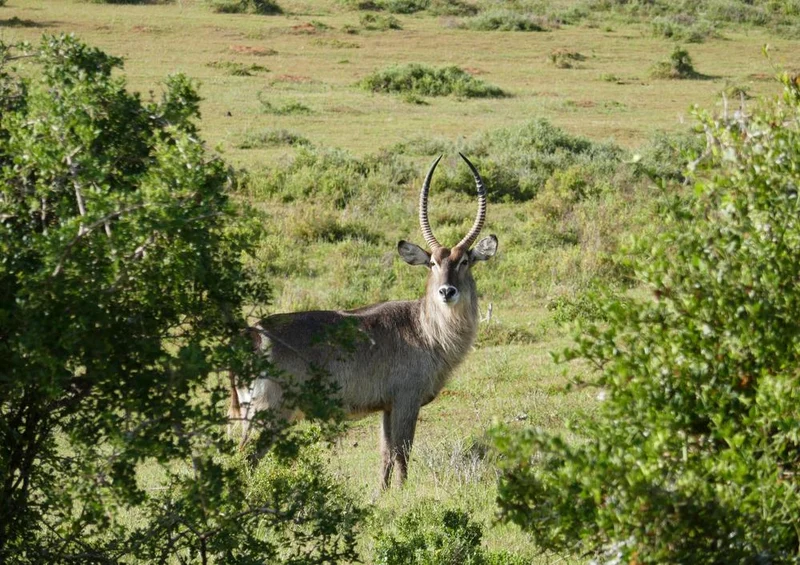 28699 Tierwelt - Antilope Puzzle