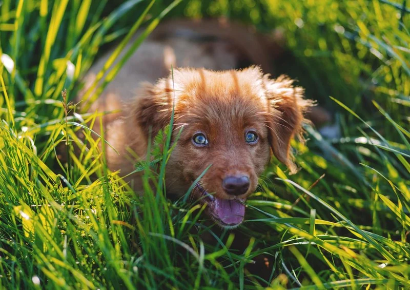 29333 Tierwelt - Hund im Gras Puzzle