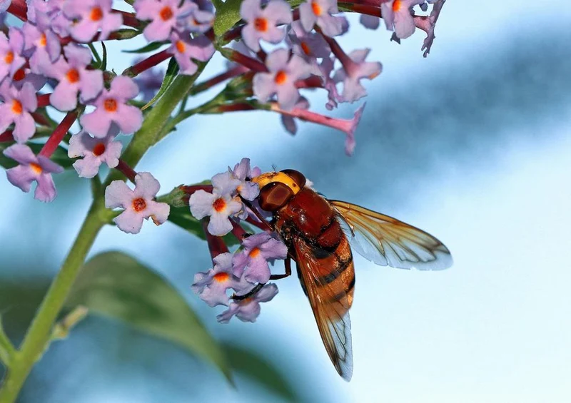 29328 Tierwelt - Biene und Blume Puzzle