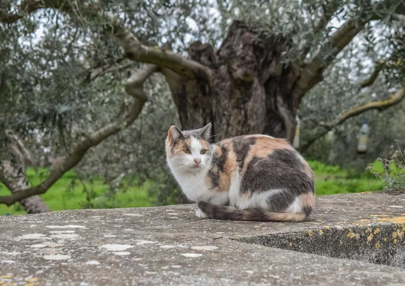 29248 Tierwelt - Katze auf Mauer Puzzle