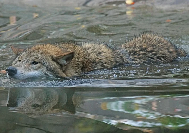 29243 Tierwelt - Wolf Puzzle