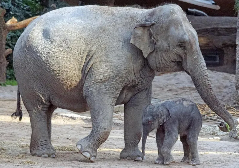 17105 Tierwelt - Elefant mit Baby Puzzle