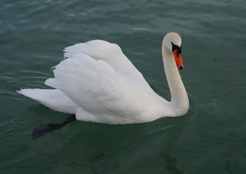 17104 Tierwelt - Schwan Puzzle