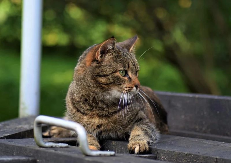 29238 Tierwelt - Katze Puzzle
