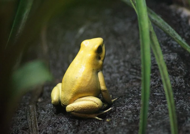 29229 Tierwelt - Frosch Puzzle