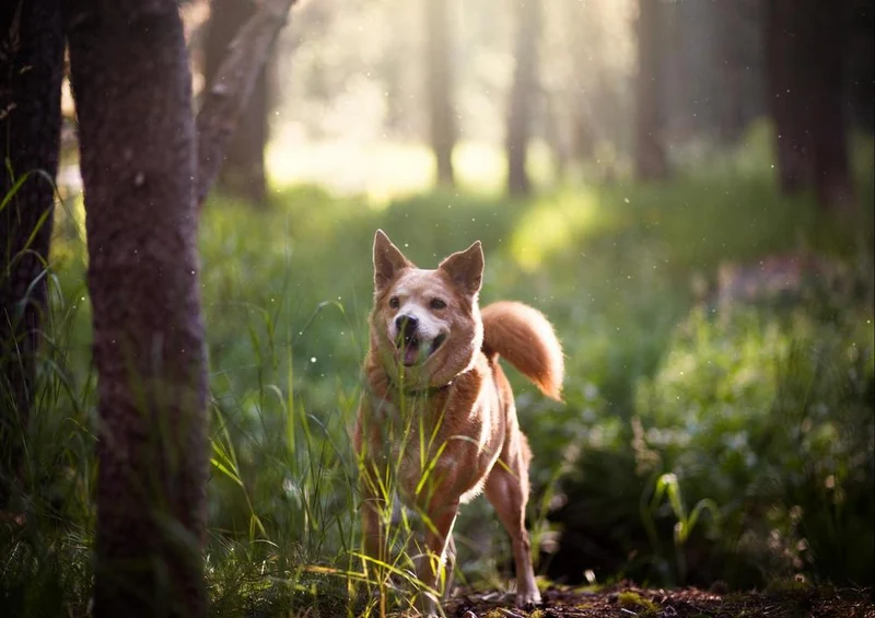 21167 Tierwelt - Hund Puzzle