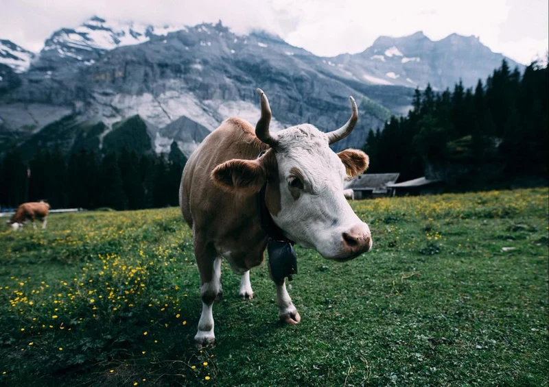 27053 Tierwelt - Berg-Kuh Puzzle