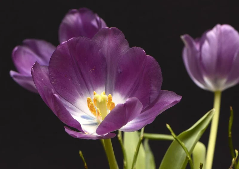 27048 Natur - Tulpenblüte Puzzle