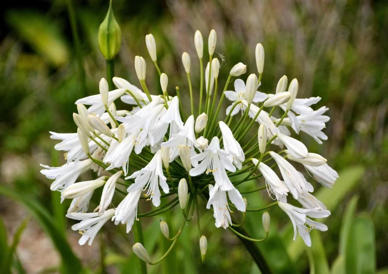 28539 Natur - Blüte Puzzle