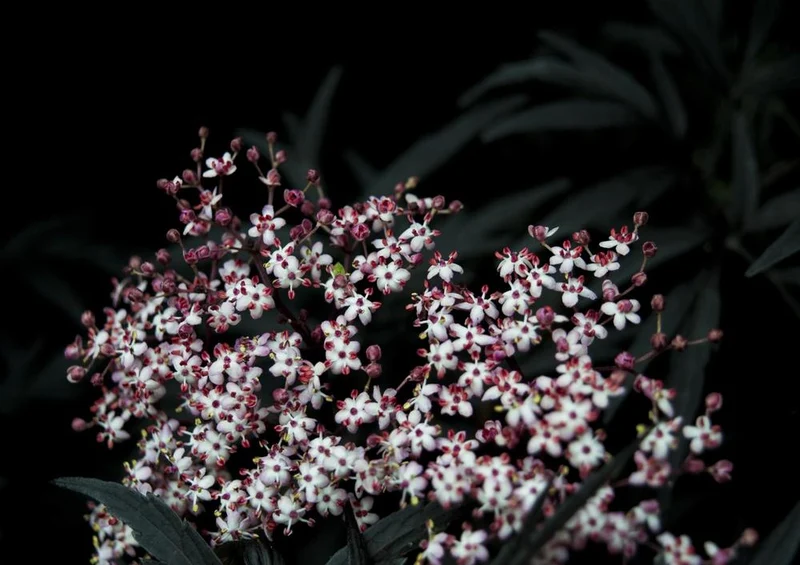 28209 Natur - Blüte Puzzle