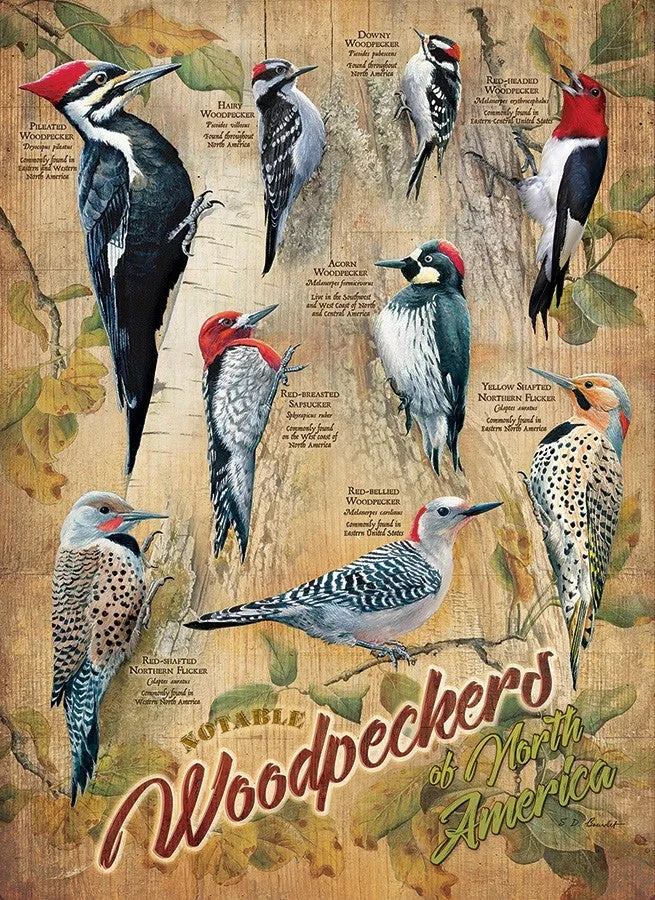 Notable Woodpeckers, Susan Bourdet