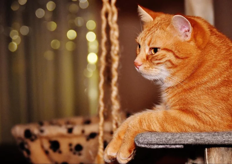 29543 Tierwelt - Kater Puzzle