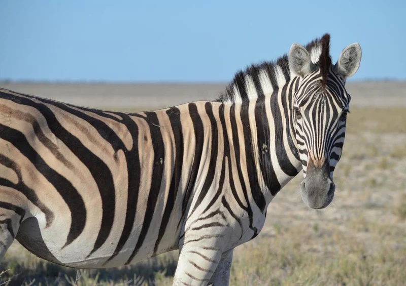 29533 Tierwelt - Zebra Puzzle