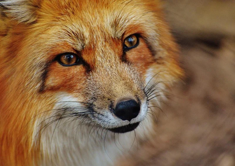 29633 Tierwelt - Fuchs Puzzle