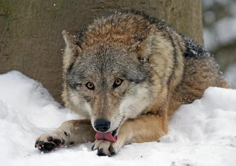29528 Tierwelt - hungriger Wolf Puzzle
