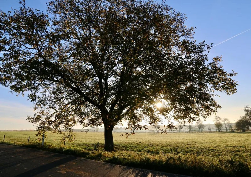 29154 Natur - Baum Puzzle
