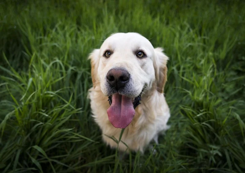 29443 Tierwelt - Hund Puzzle
