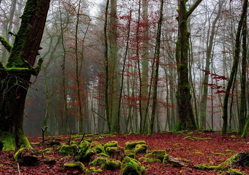 28974 Natur - Wald Puzzle