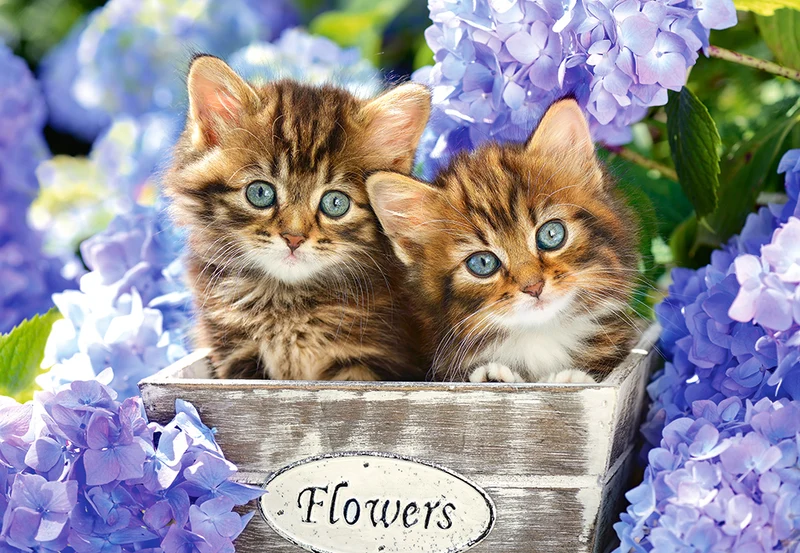 Cute Kittens, Greg Cuddiford