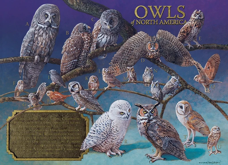 Owls of North America, Carel Pieter Brest van Kempen