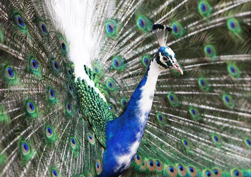 18044 Tierwelt - Vogel-Pfau Puzzle