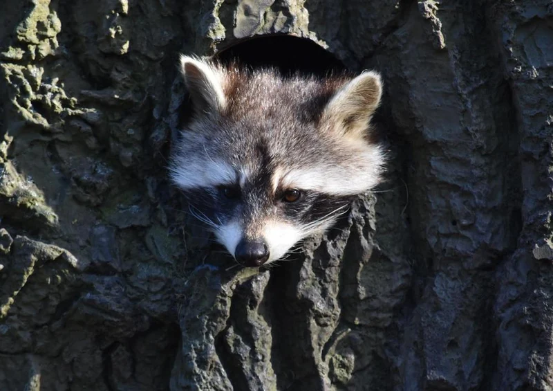 18043 Tierwelt - Waschbär im Baum Puzzle