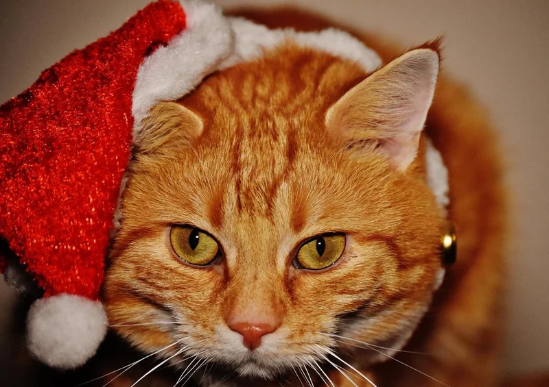 29214 Tierwelt - Weihnachts-Katze Puzzle