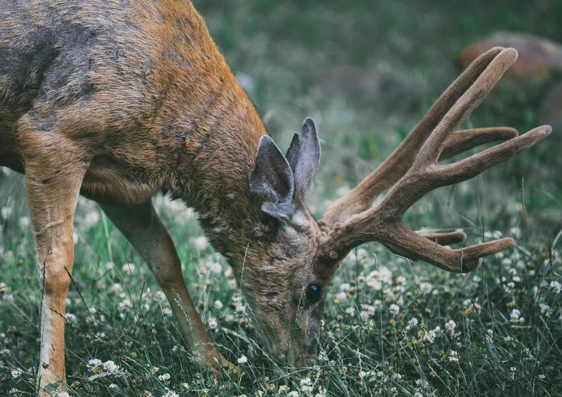 27128 Tierwelt - Tierfotografie Puzzle