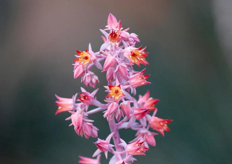 27188 Natur - Blüte Puzzle