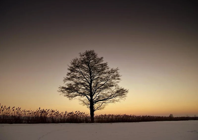 27333 Natur - Baum Puzzle