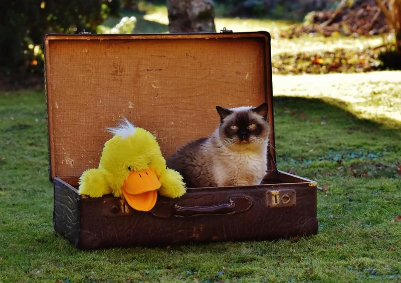 29044 Reisen - Katze Puzzle