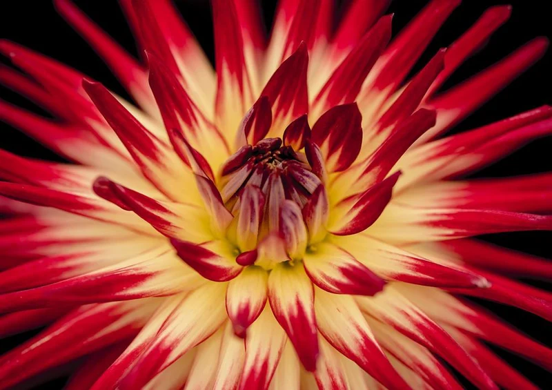 27043 Natur - Rote Blüte Puzzle