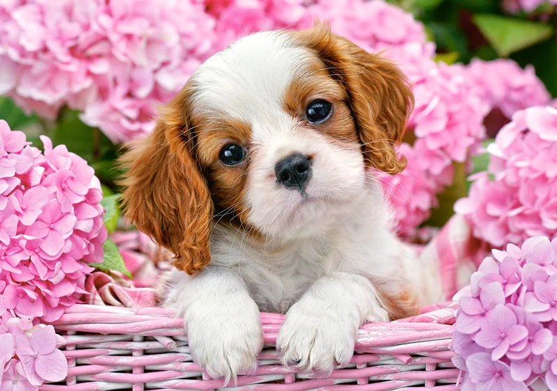 Pup in Pink Flowers, Greg Cuddiford