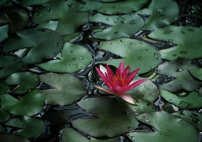 27298 Natur - Seerose Puzzle