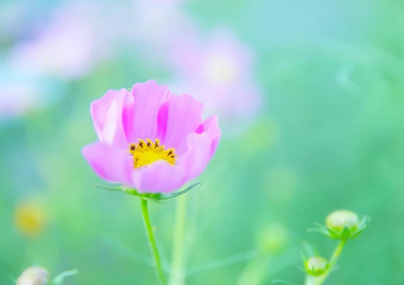 28369 Natur - Blumen Puzzle