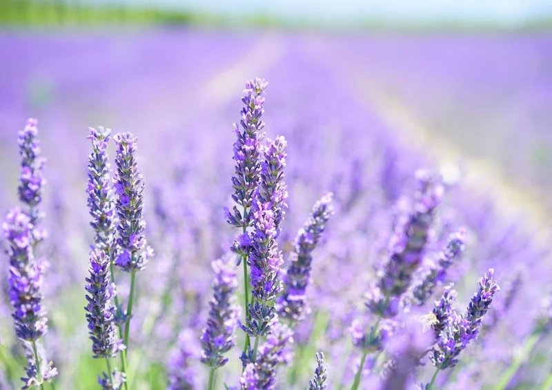 27283 Natur - Lavendelblüte Puzzle