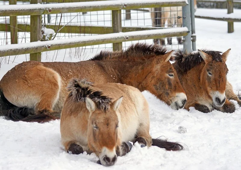 29503 Tierwelt - Pferde im Schnee Puzzle