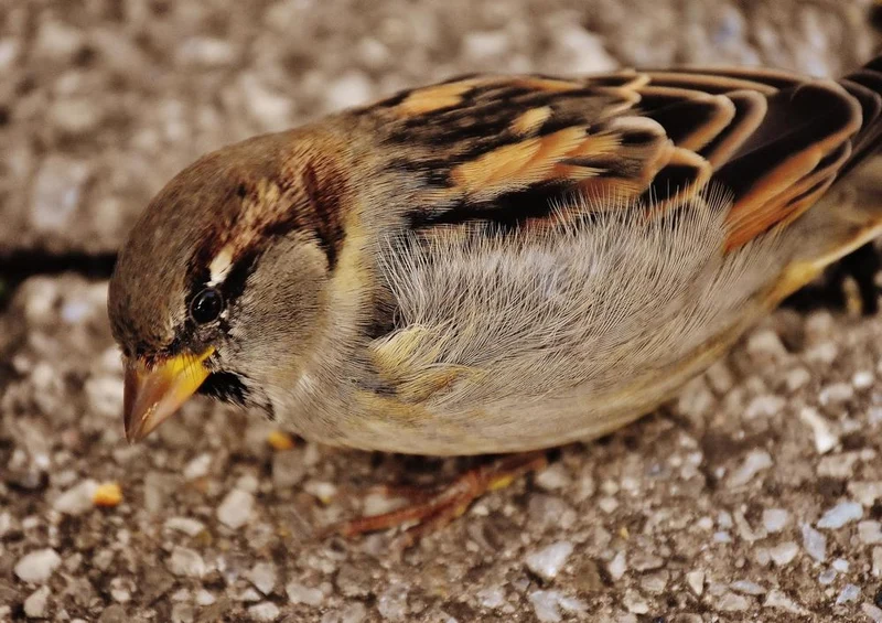 29498 Tierwelt - Spatz Puzzle