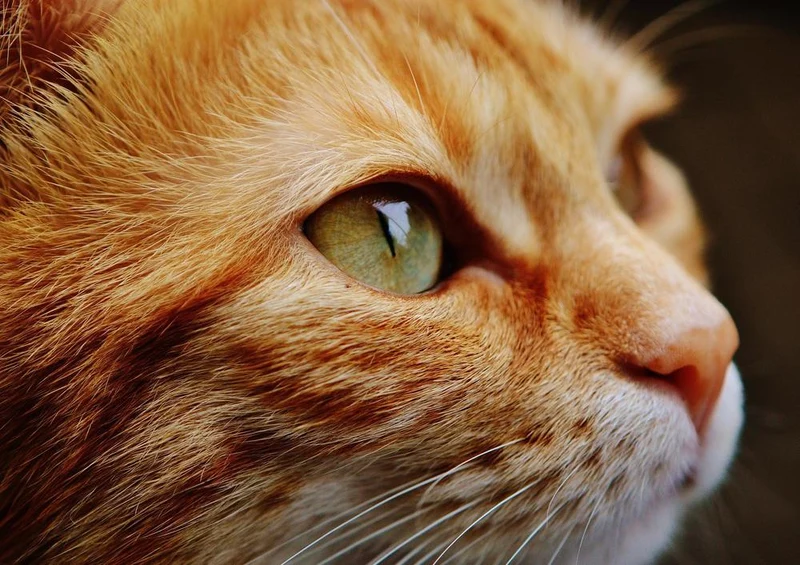 29493 Tierwelt - Katze Puzzle