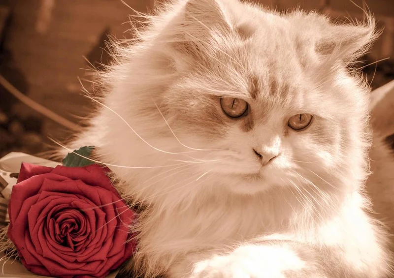 24041 Tierwelt - Katzen-Gesicht Puzzle