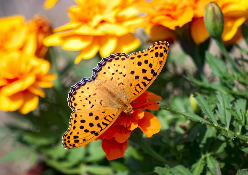 18992 Tierwelt - Schmetterling Puzzle