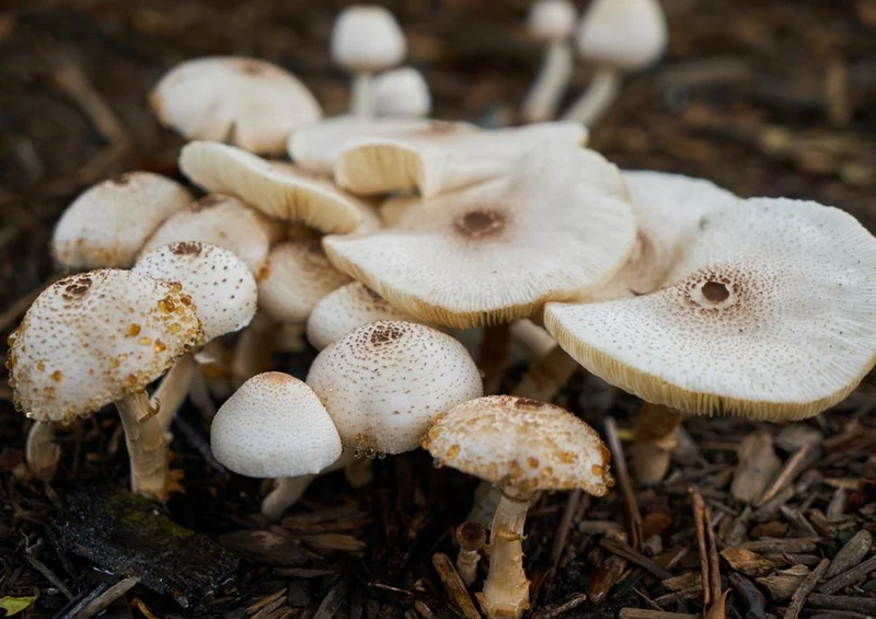 28819 Ernährung - Pilz Puzzle