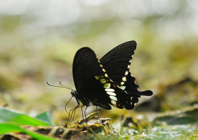 28814 Tierwelt - Schmetterling Puzzle